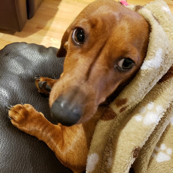 Meet your Posher, Robin - Picture 1 of 1